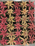 4" Bromeliad Cryptanthus Assortment